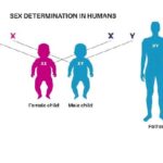 FERTILITY